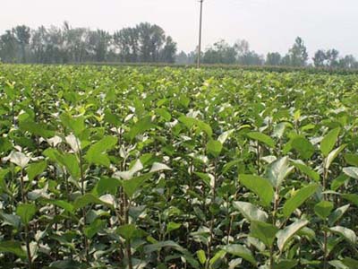 南方蘋(píng)果苗1