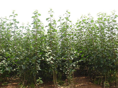 南方蘋果苗2
