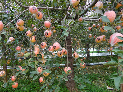 南方紅富士 品種系列6