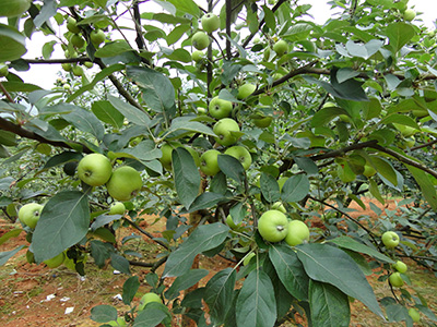 六月特早熟 品種系列3