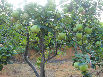 六月特早熟 品種系列4