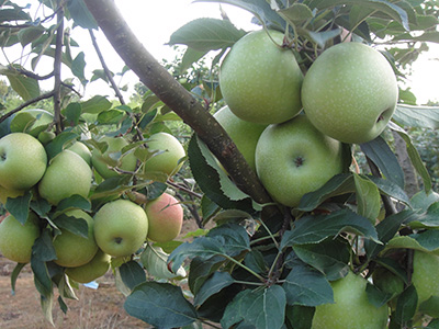 晨陽 品種系列4