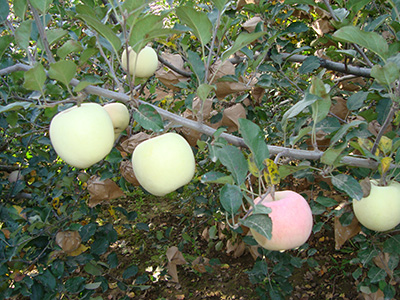 晨陽 品種系列6