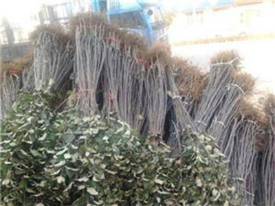 南方蘋(píng)果苗