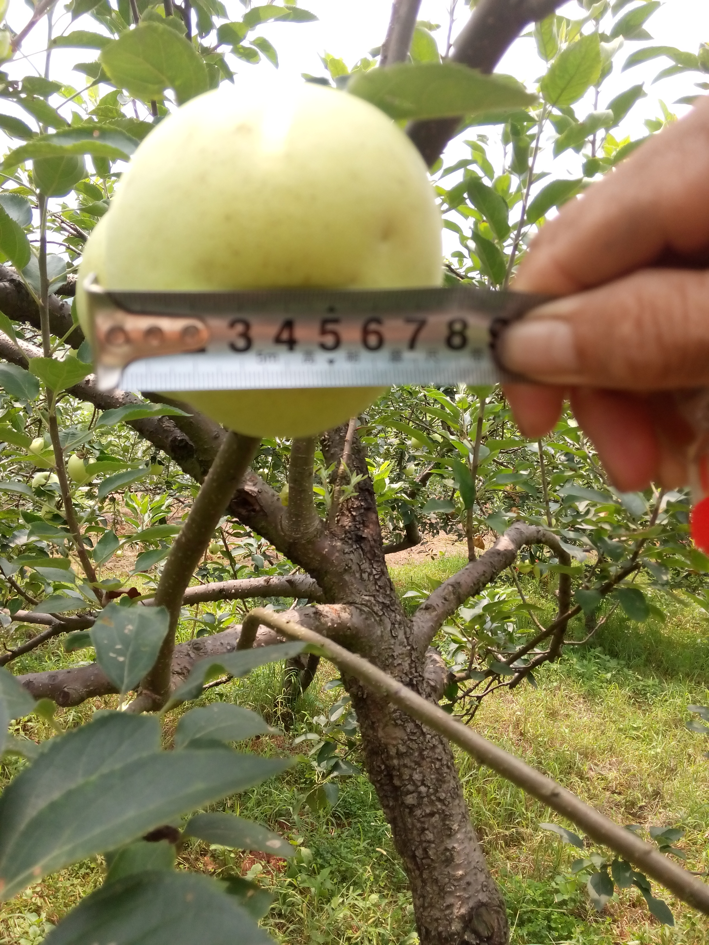 晨陽(yáng)系列7