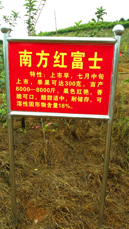 南方紅富士系列7