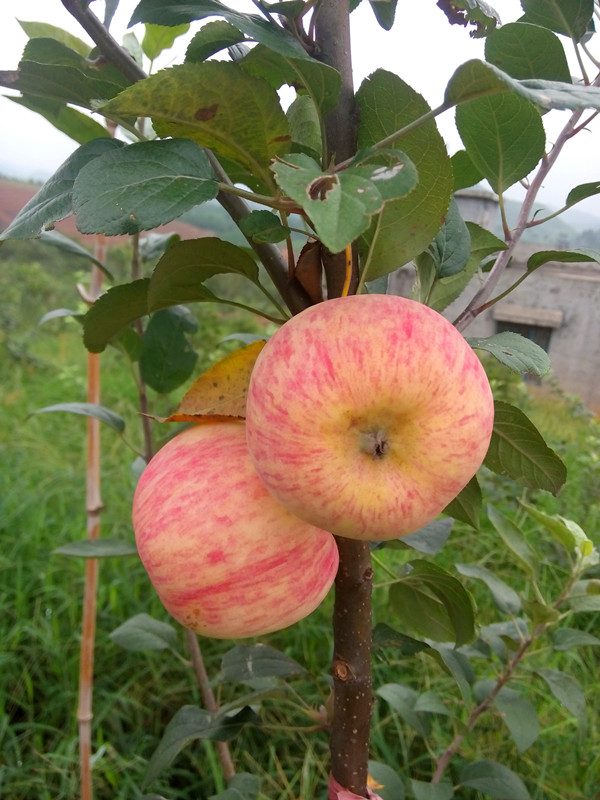 南方紅富士系列9