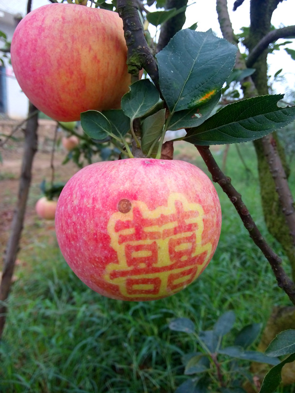 南方紅富士系列10