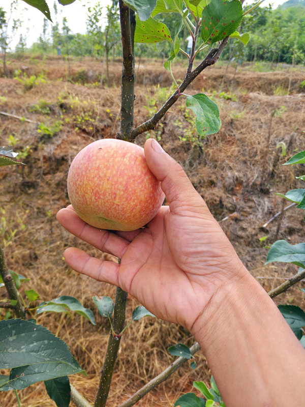 晨陽兩年樹結(jié)果情況
