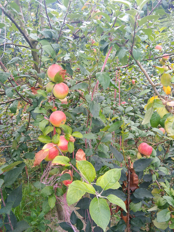 南方紅富士近照