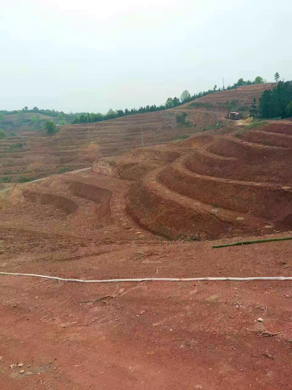 桂陽(yáng)金盾南方蘋(píng)果有限公司,桂陽(yáng)金盾南方蘋(píng)果,蘋(píng)果種植與銷(xiāo)售,蘋(píng)果苗